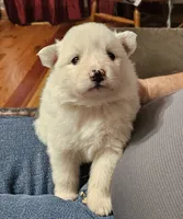 America, a female American Eskimo for sale in Sheridan, IN – 1 of 1