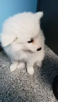 Sparky, a male American Eskimo for sale in Sheridan, IN – 4 of 4