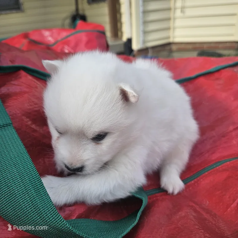 Albert – American Eskimo puppy for sale in Sheridan, IN