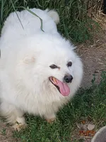 Sparky, a male American Eskimo for sale in Sheridan, IN – 3 of 3