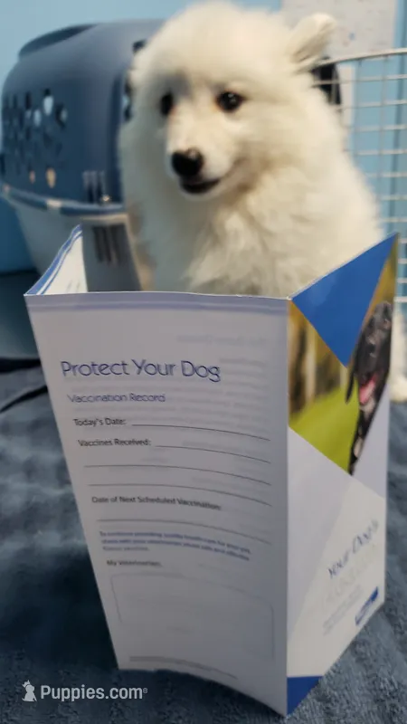 Sparky – American Eskimo puppy for sale in Sheridan, IN