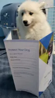 Sparky, a male American Eskimo for sale in Sheridan, IN – 1 of 4