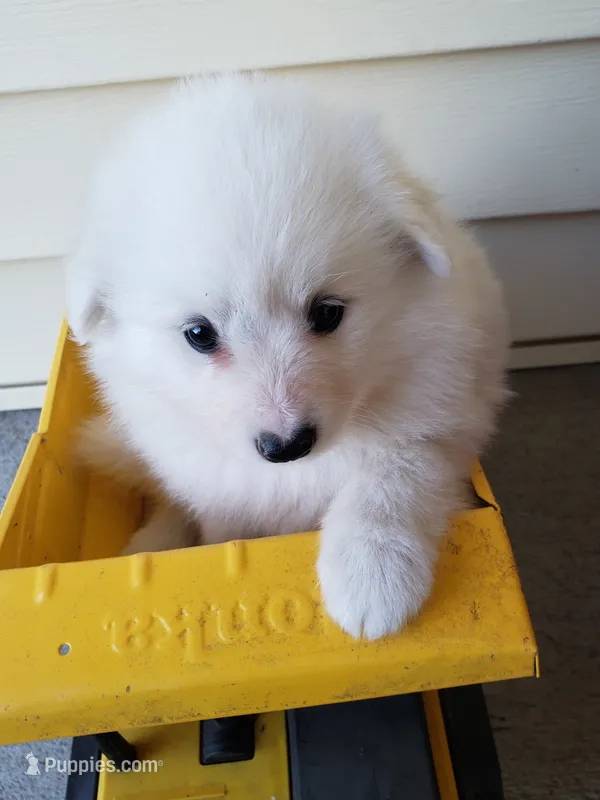 Sigourney  – American Eskimo puppy for sale in Sheridan, IN