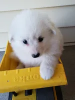Sigourney , a female American Eskimo for sale in Sheridan, IN – 1 of 4