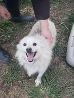 Sparky, a male American Eskimo for sale in Sheridan, IN – 2 of 3