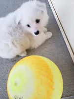 Sigourney , a female American Eskimo for sale in Sheridan, IN – 4 of 4