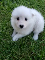 Sparky, a male American Eskimo for sale in Sheridan, IN – 1 of 1