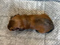 Hank, a male Miniature Aussiedoodle for sale in Mineral, VA – 6 of 7