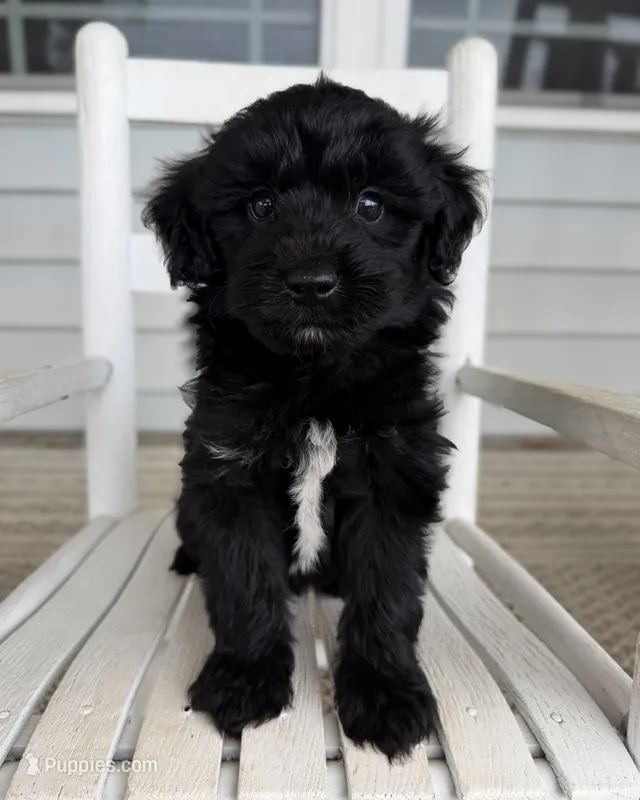Duke – Miniature Aussiedoodle puppy for sale in Mineral, VA