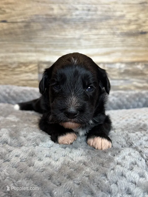 Annie – Miniature Aussiedoodle puppy for sale in Mineral, VA