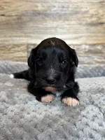 Annie, a female Miniature Aussiedoodle for sale in Mineral, VA – 2 of 5