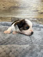 Nash, a male Miniature Aussiedoodle for sale in Mineral, VA – 4 of 6