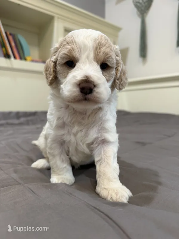 Bailey – Cockapoo puppy for sale in Mineral, VA