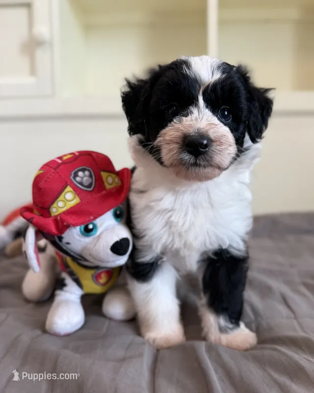 Oakley – Miniature Aussiedoodle puppy for sale in Mineral, VA