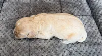 Goldie, a female Cockapoo for sale in Mineral, VA – 4 of 5