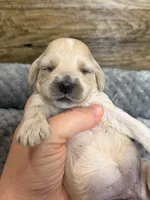 Goldie, a female Cockapoo for sale in Mineral, VA – 3 of 5