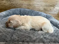 Goldie, a female Cockapoo for sale in Mineral, VA – 5 of 5