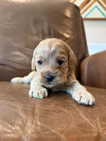 Koda , a male Cockapoo for sale in Mineral, VA – 4 of 5