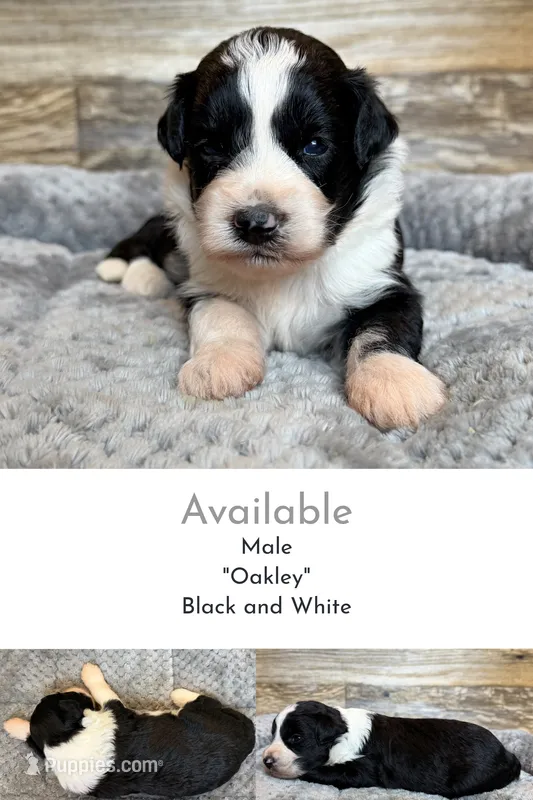Oakley – Miniature Aussiedoodle puppy for sale in Mineral, VA
