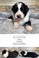 Oakley, a male Miniature Aussiedoodle for sale in Mineral, VA – 1 of 6