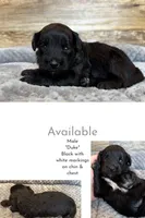 Duke, a male Miniature Aussiedoodle for sale in Mineral, VA – 3 of 4