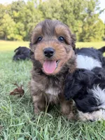 Hank, a male Miniature Aussiedoodle for sale in Mineral, VA – 3 of 10