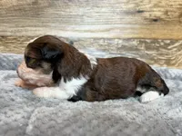 Nash, a male Miniature Aussiedoodle for sale in Mineral, VA – 5 of 6