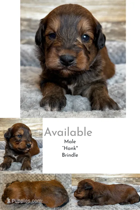 Hank – Miniature Aussiedoodle puppy for sale in Mineral, VA