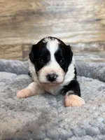 Oakley, a male Miniature Aussiedoodle for sale in Mineral, VA – 5 of 6