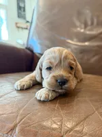 Koda , a male Cockapoo for sale in Mineral, VA – 3 of 5