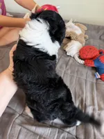 Oakley, a male Miniature Aussiedoodle for sale in Mineral, VA – 4 of 8