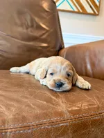 Koda , a male Cockapoo for sale in Mineral, VA – 5 of 5