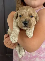 Koda , a male Cockapoo for sale in Mineral, VA – 2 of 5