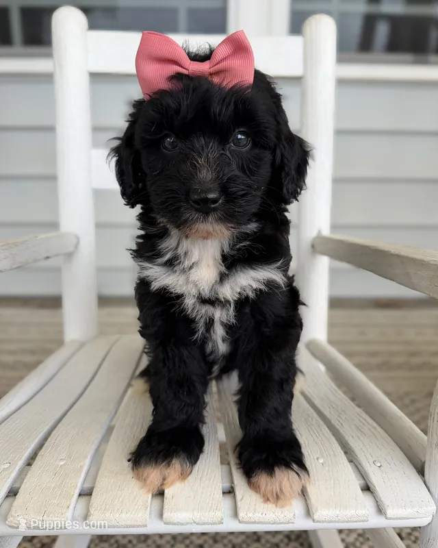 Annie – Miniature Aussiedoodle puppy for sale in Mineral, VA