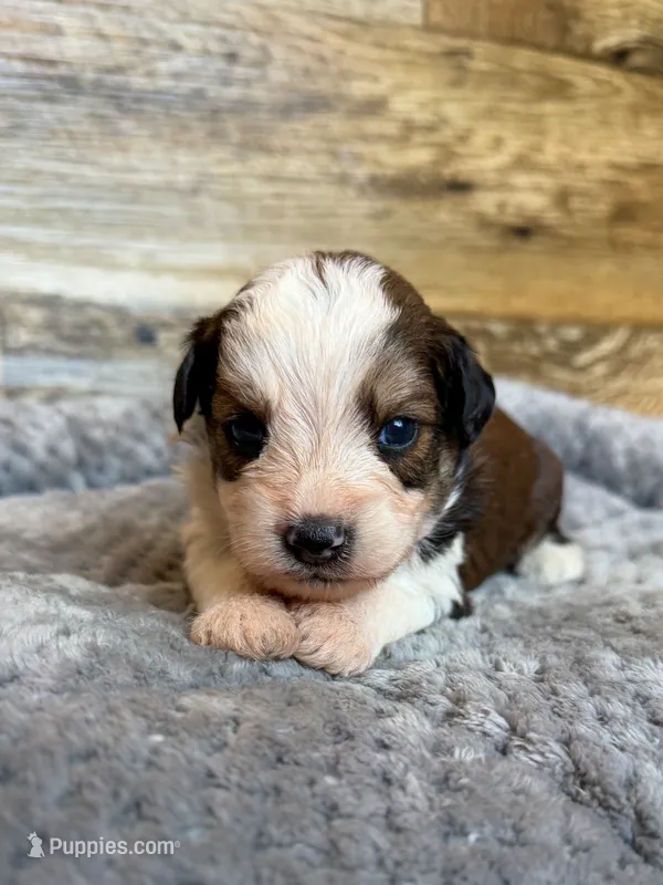 Nash – Miniature Aussiedoodle puppy for sale in Mineral, VA