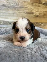 Nash, a male Miniature Aussiedoodle for sale in Mineral, VA – 2 of 6