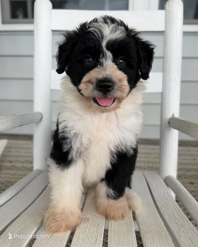 Oakley – Miniature Aussiedoodle puppy for sale in Mineral, VA