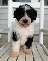 Oakley, a male Miniature Aussiedoodle for sale in Mineral, VA – 1 of 8
