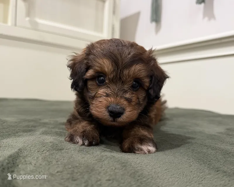 Hank – Miniature Aussiedoodle puppy for sale in Mineral, VA