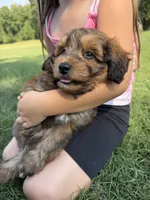 Hank, a male Miniature Aussiedoodle for sale in Mineral, VA – 6 of 10