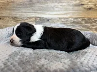 Oakley, a male Miniature Aussiedoodle for sale in Mineral, VA – 2 of 6