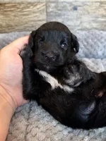 Duke, a male Miniature Aussiedoodle for sale in Mineral, VA – 2 of 4