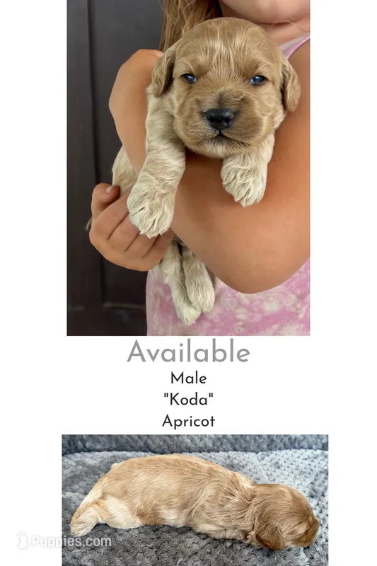 Koda  – Cockapoo puppy for sale in Mineral, VA