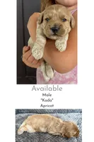 Koda , a male Cockapoo for sale in Mineral, VA – 1 of 5