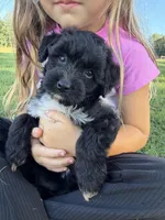 Zara, a female Miniature Aussiedoodle for sale in Mineral, VA – 2 of 9