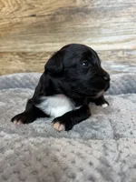 Zara, a female Miniature Aussiedoodle for sale in Mineral, VA – 4 of 6