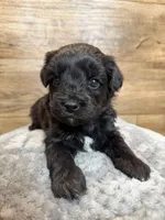 Milo, a male Miniature Aussiedoodle for sale in Mineral, VA – Photo 1 of 3