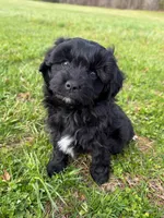 Milo, a male Miniature Aussiedoodle for sale in Mineral, VA – Photo 3 of 9