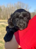 Milo, a male Miniature Aussiedoodle for sale in Mineral, VA – Photo 8 of 9