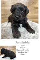 Milo, a male Miniature Aussiedoodle for sale in Mineral, VA – Photo 2 of 3
